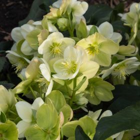 Helleborus Ice Breaker 4 Litre